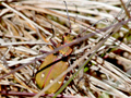 Cicindela campestris